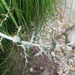 Ptilostemon hispanicus Leaf