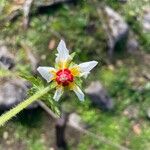 Nasa triphylla Flor