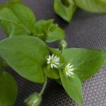 Stellaria mediaFleur