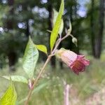 Atropa bella-donna Flor