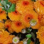 Chrysanthemum x grandiflorum Квітка