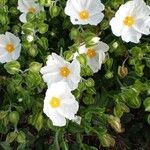 Cistus populifoliusautre