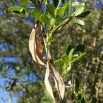 Dalbergia melanoxylon Fruit