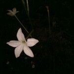 Nicotiana longiflora Кветка