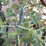 Senecio articulatus Blatt