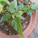 Capsicum chinense Leaf