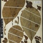 Clusia insignis Fruto