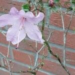 Rhododendron schlippenbachii Blüte