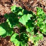 Pelargonium cucullatum Blad