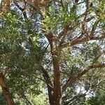 Acacia confusa Kaarna