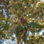 Backhousia citriodora Flower