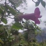 Lophospermum erubescens Flor