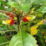 Impatiens niamniamensis花