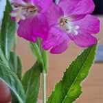 Epilobium hirsutumFolha