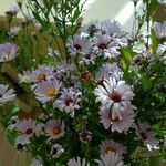 Symphyotrichum novi-belgii Çiçek