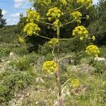 Ferula communis Žiedas