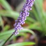 Liriope muscariBlomst