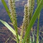 Carex acutiformis Blüte