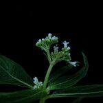 Knoxia sumatrensis Цветок