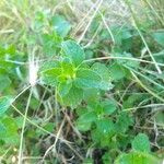 Mentha suaveolensBlad