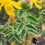 Hypericum balearicum Blatt