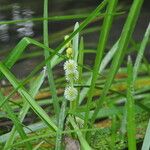 Sparganium emersum Blomma