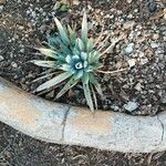 Agave macroacantha Ліст