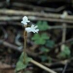 Odontochilus japonicus Blüte