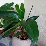 Philodendron erubescens Feuille