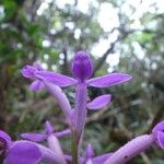Arnottia mauritiana Blomma