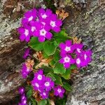 Primula hirsuta Hábito