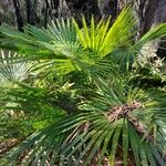 Livistona australis Likasa