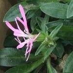 Lychnis flos-cuculi Blüte