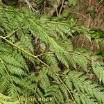 Culcita macrocarpa その他の提案