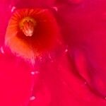 Mandevilla sanderi 花