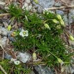 Sagina glabra Hábito