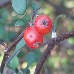 Corokia cotoneaster ফল