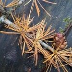 Larix decidua পাতা