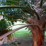 Livistona australis Likasa