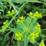 Euphorbia esulaFlower