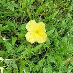 Oenothera triloba Flower