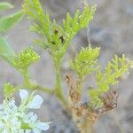 Anisosciadium orientale Blad