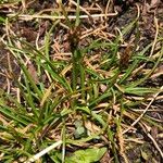 Carex pyrenaica Habitat