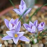 Crocus corsicus Flower