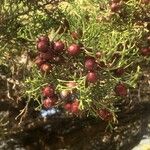 Juniperus phoenicea Meyve