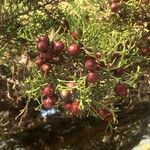 Juniperus phoenicea Fruit