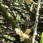 Salix eleagnos Цветок