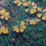 Hippocrepis comosa Flower