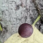 Celtis occidentalis Фрукт