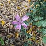 Malva pusilla 花